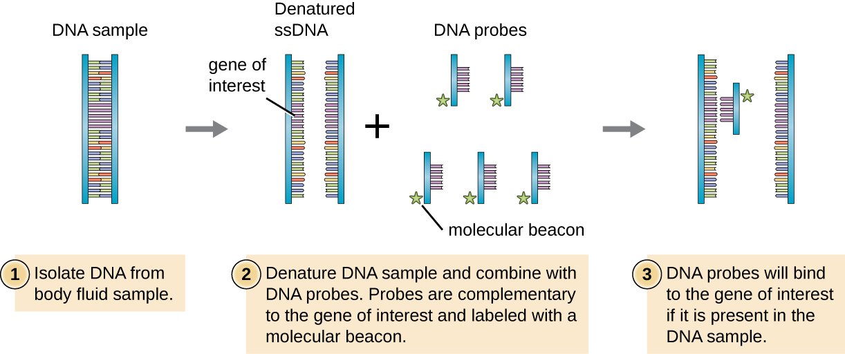 12.2: Visualizing and Characterizing DNA