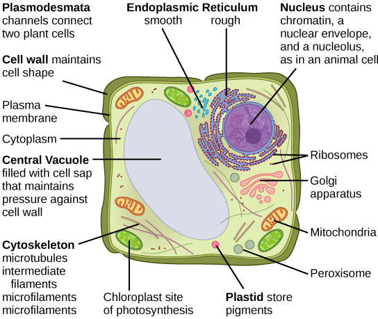2.3: Eukaryotic Cell: Structure and Function