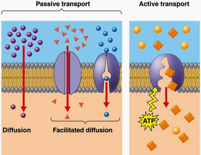 # 25 Passive and active transport across cell membranes