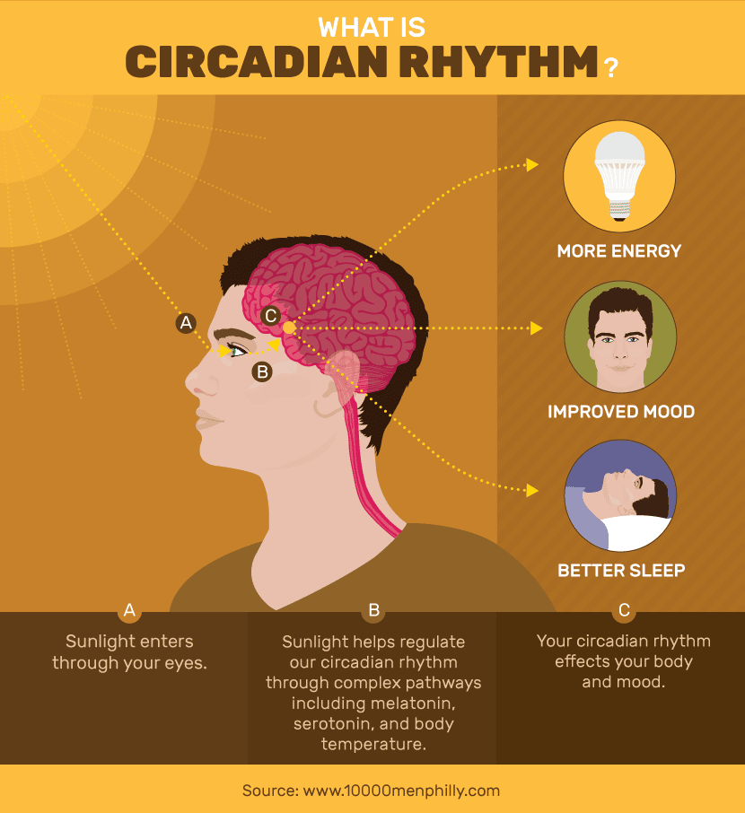 55 HD What Are Circadian Rhythms Psychology