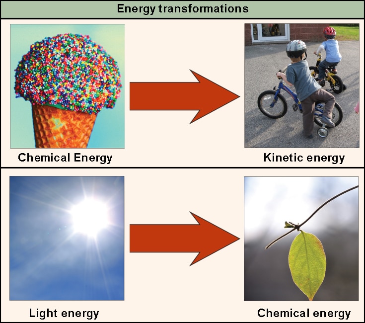 6.2: Energy and Metabolism