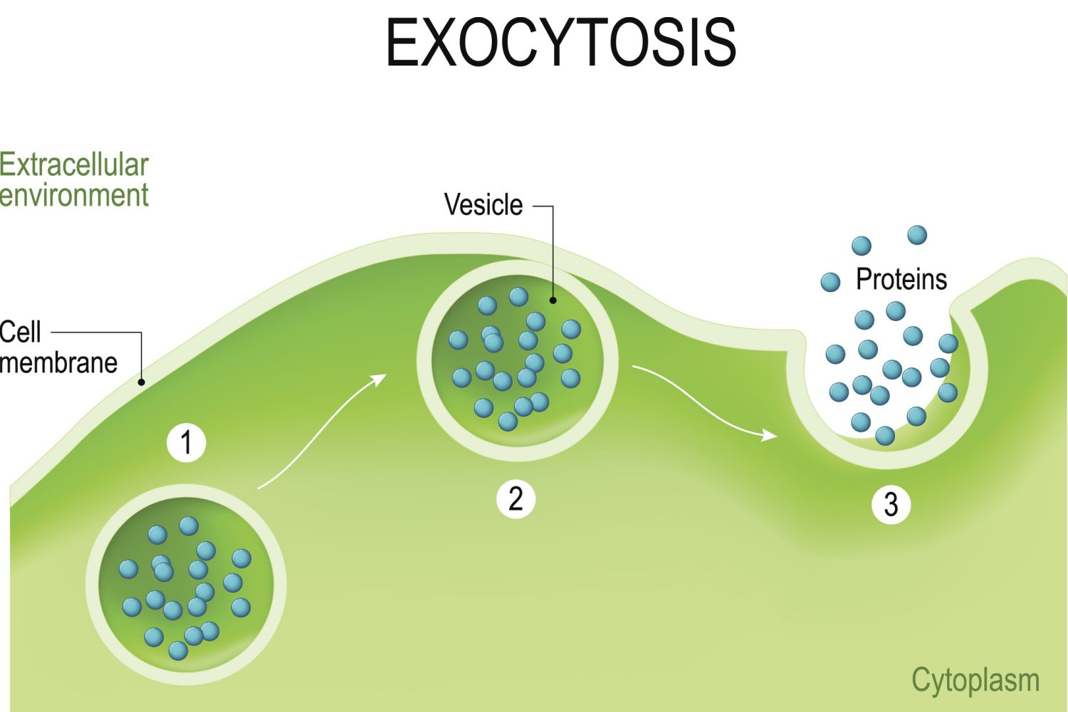 A Definition of Exocytosis With Steps and Examples