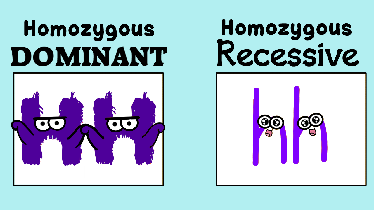 A genotype of HH or hh is considered homozygous. The root ...