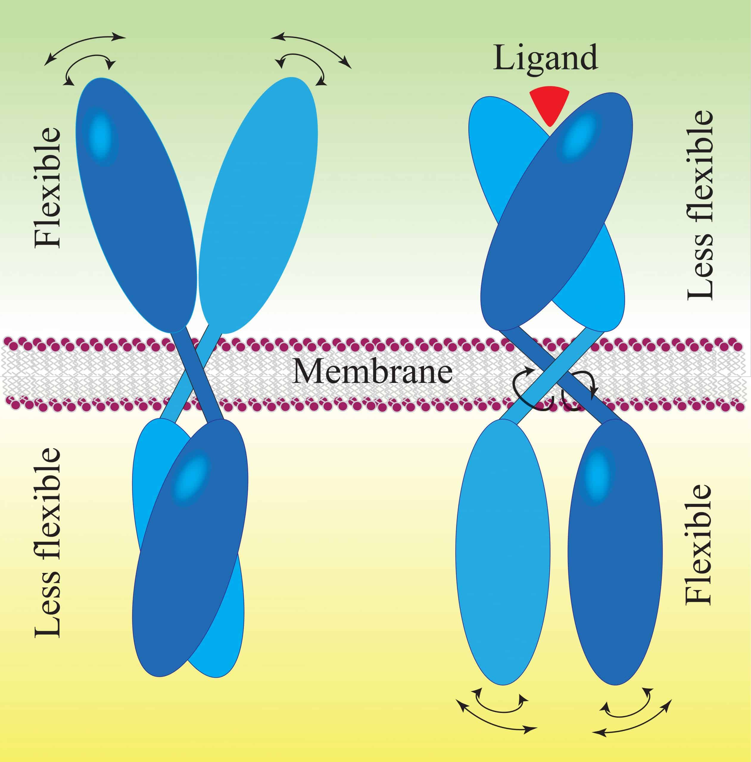 A new model for transmembrane cell