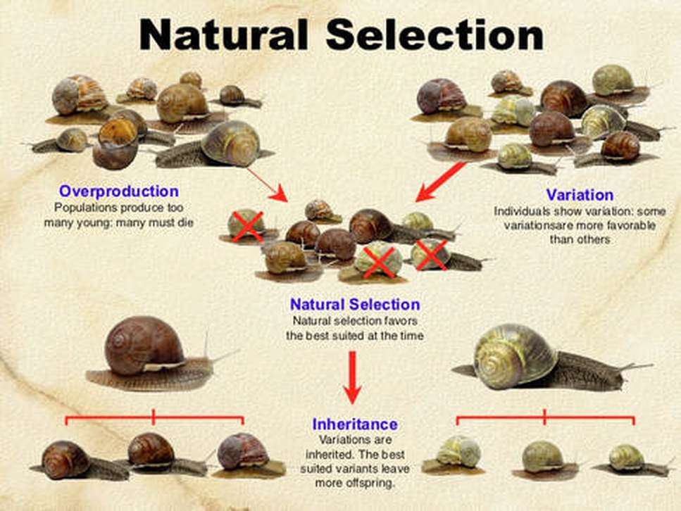 Adaptations &  Natural Selection