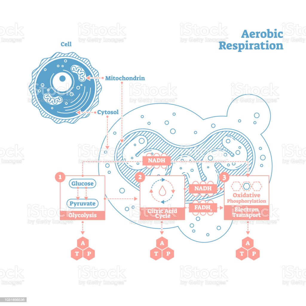 Aerobic Respiration Bio Anatomical Vector Illustration Diagram Labeled ...