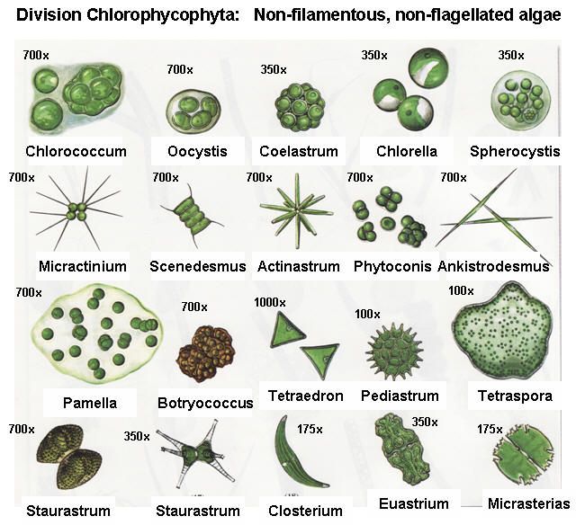Algae, Microscopic organisms, Organic sculpture