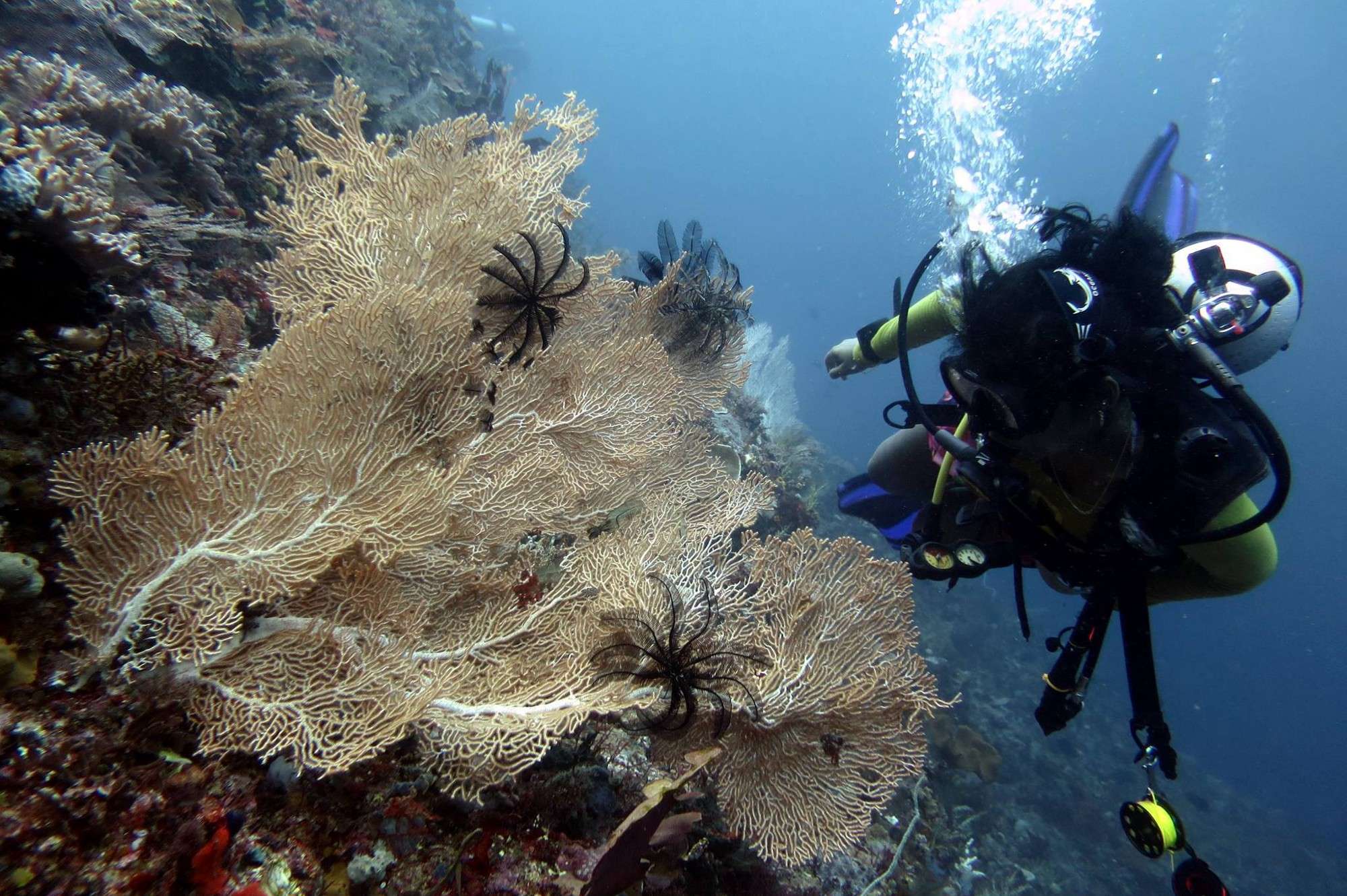 An Interview with Marine Biologist and Coral Reef Researcher, Khatija ...