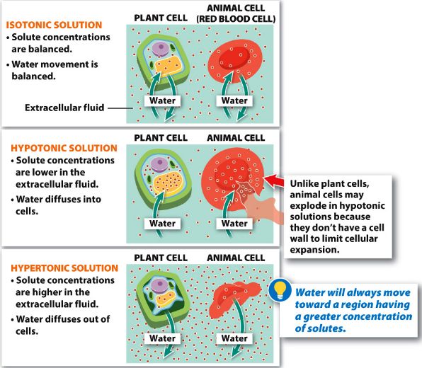 Animal Cell In Hypertonic Solution / SPM Biology: Types of Solution ...