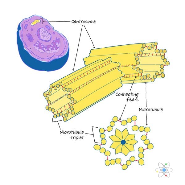 Animal Cell Labeled Centriole