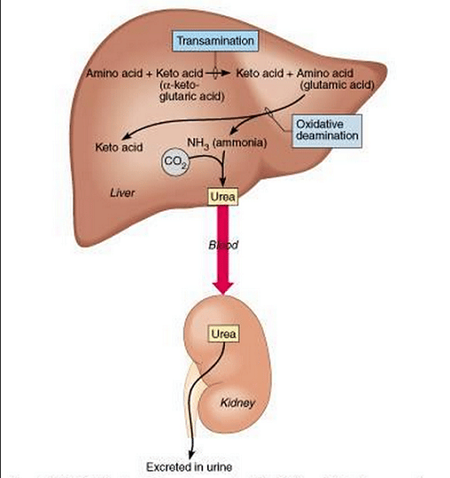 Assimilation and role of the liver