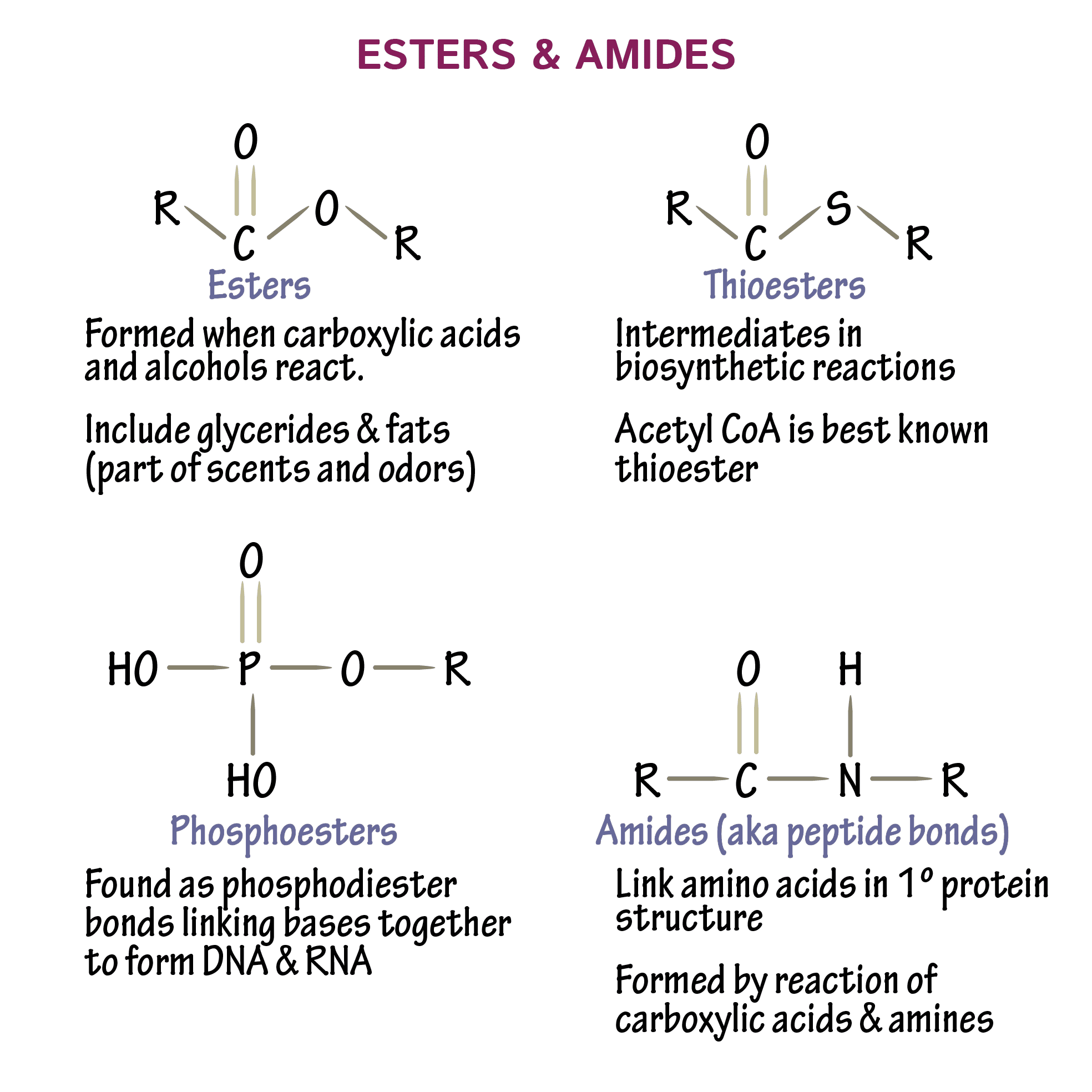 Biochemistry Glossary: Esters &  Amides