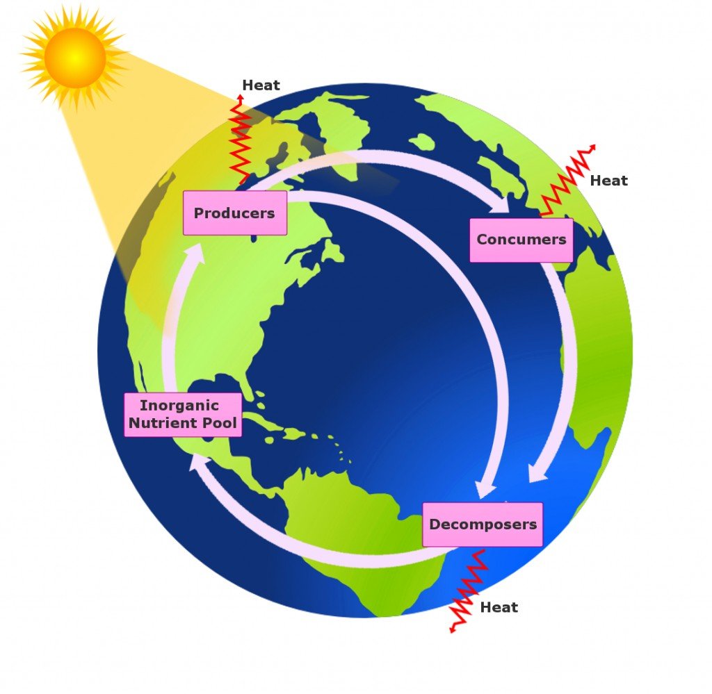 Biogeochemical Cycle: Definition, Types and Importance