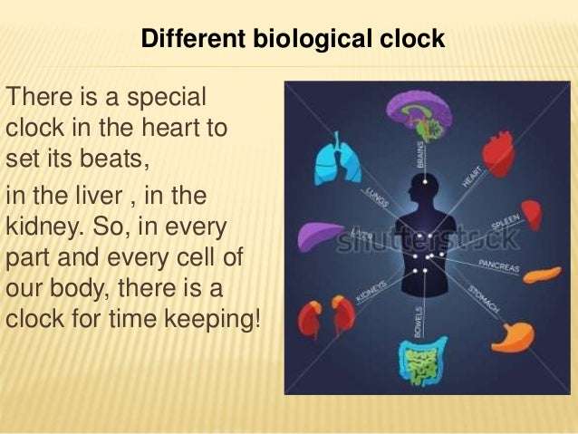 Biological clock