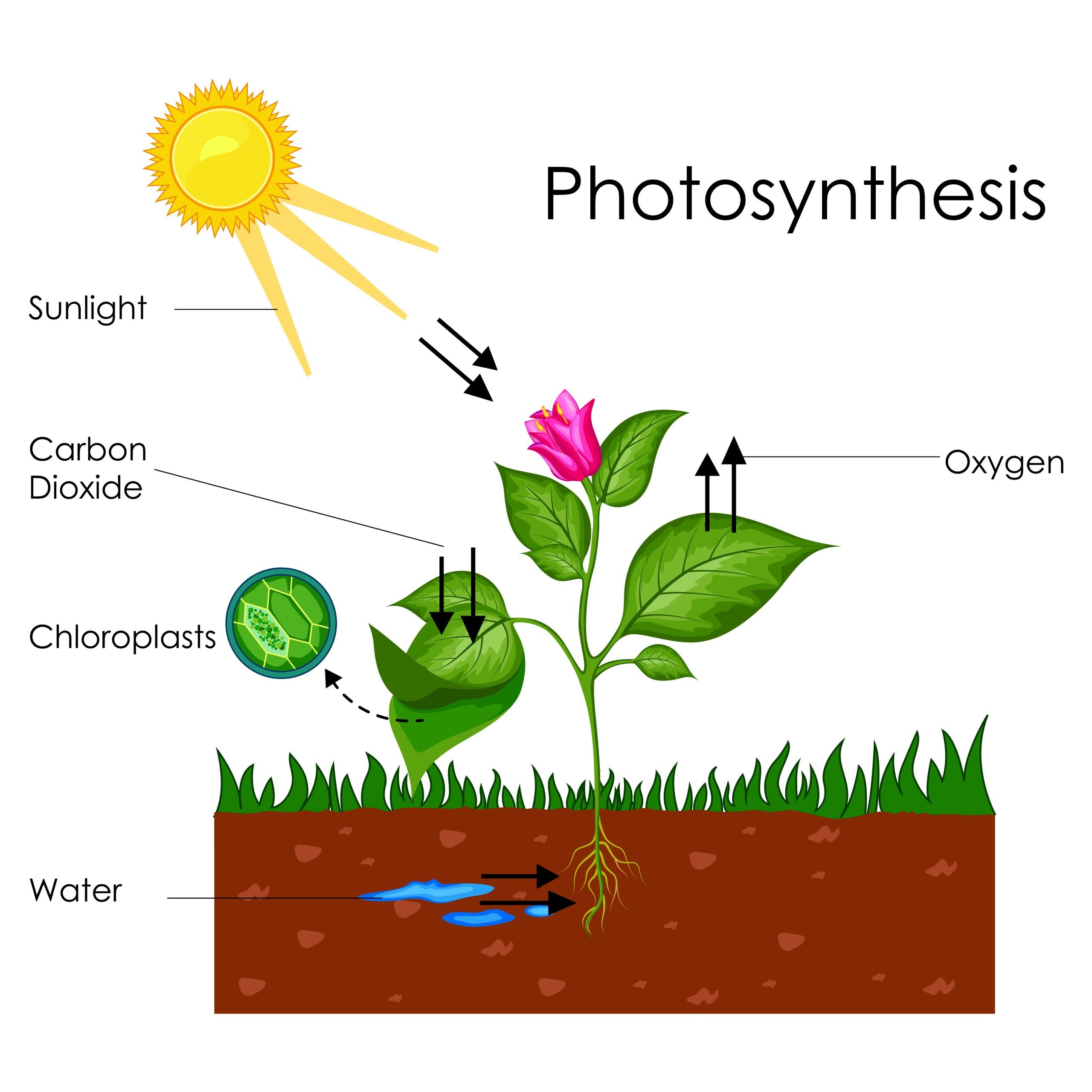 Biology: Photosynthesis: Level 1 activity for kids ...