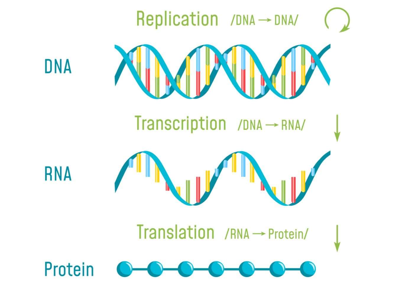 Biology: Transcription Video#GoOpenNC