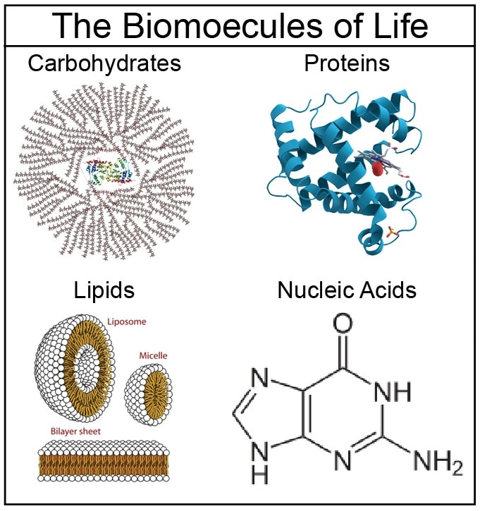 Biomolecules Proteins