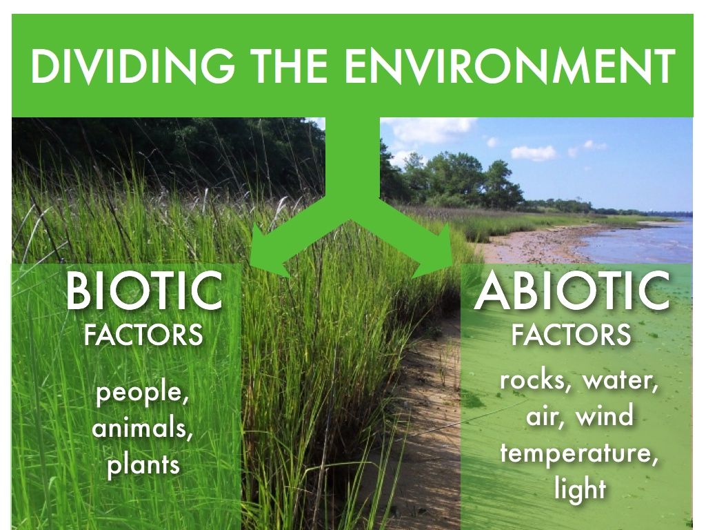 What Do Abiotic Mean