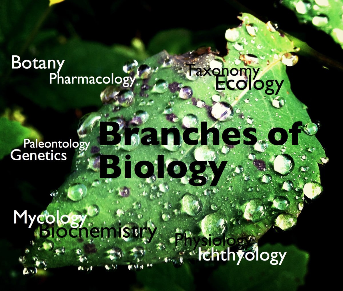 Branches of Biology and Their Meaning
