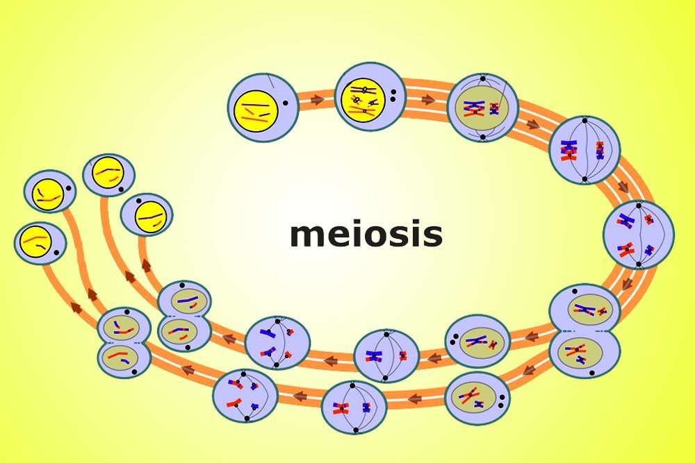 Can You Fill In The Meiosis Concept Map