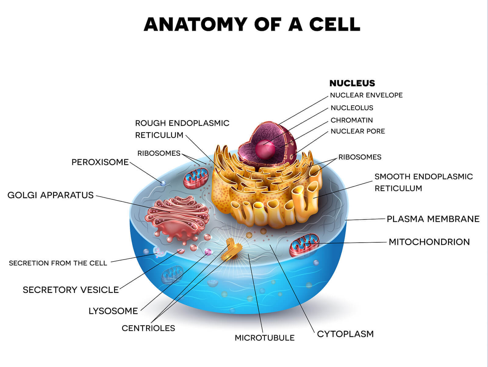 Cell Biology Â» Resources Â» Surfnetkids