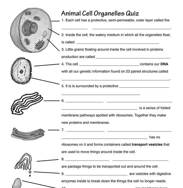 Cell Membrane Structure And Function Worksheet Answers