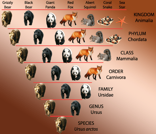 Classification of Living organisms