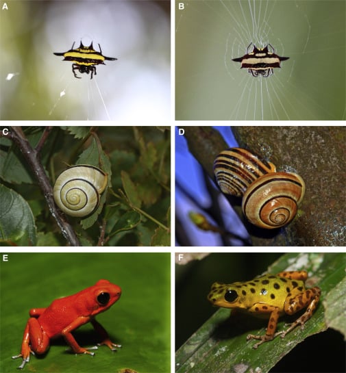 Colour polymorphism: Current Biology