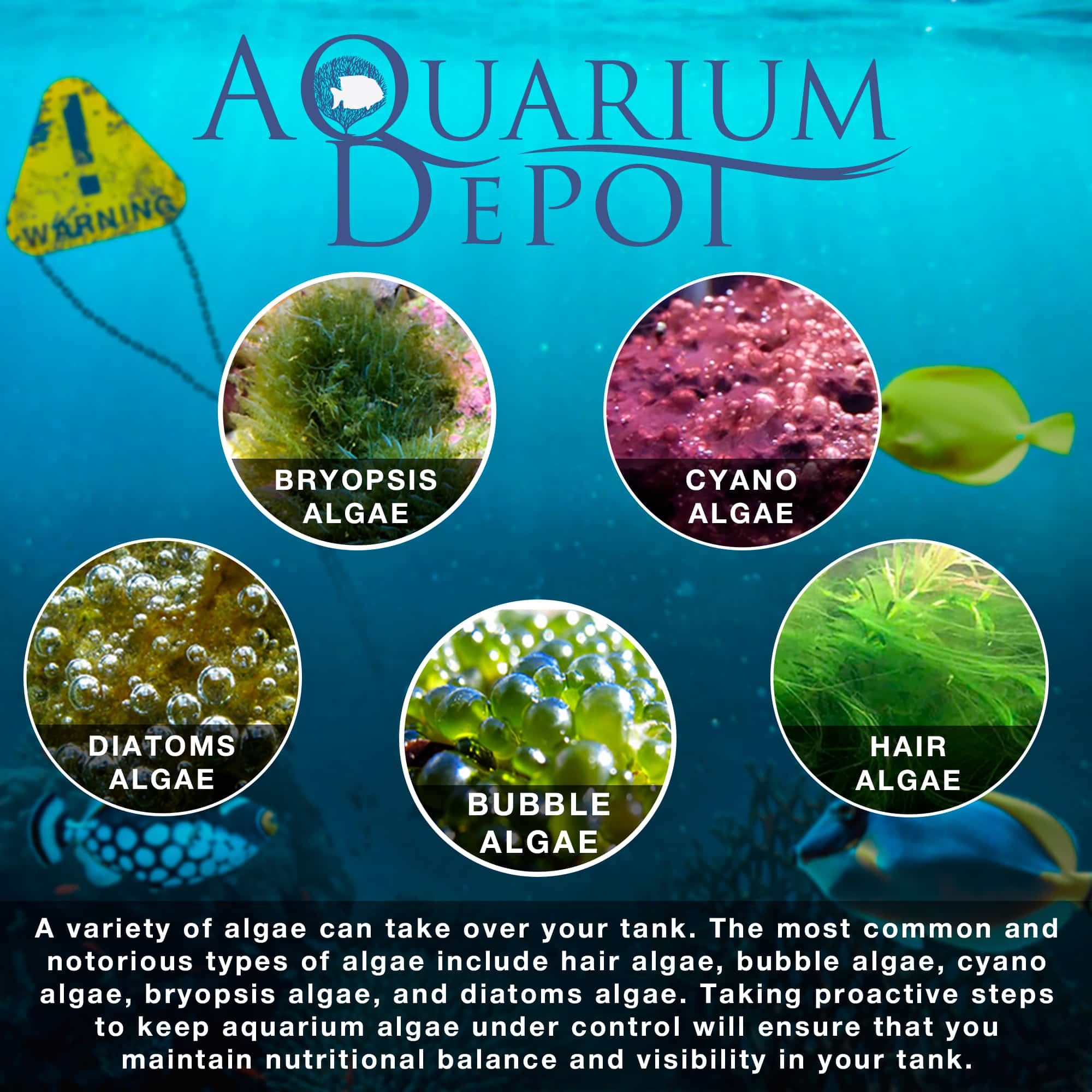 Controlling Algae in Your Aquarium: An Expert