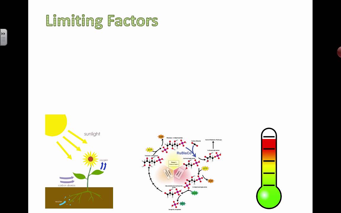 Controlling Limiting Factors (2016) IB Biology