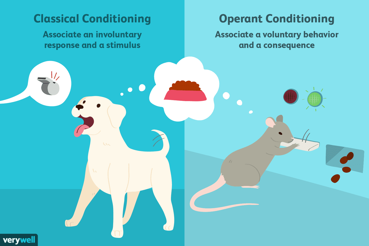 Differences Between Classical vs. Operant Conditioning
