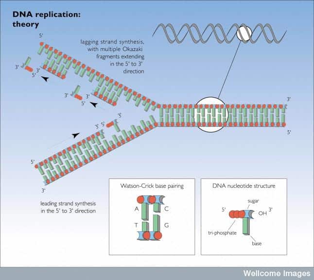 DNA replication theory