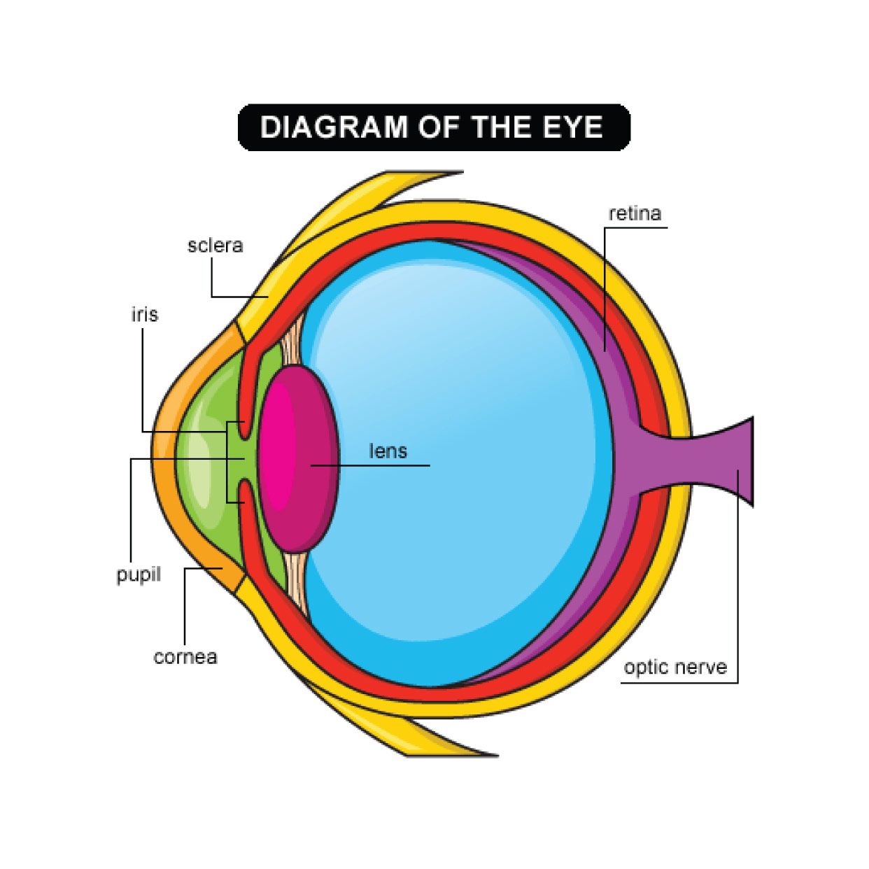 DO YOU KNOW WHICH part of your eye is which? Are you kids ...