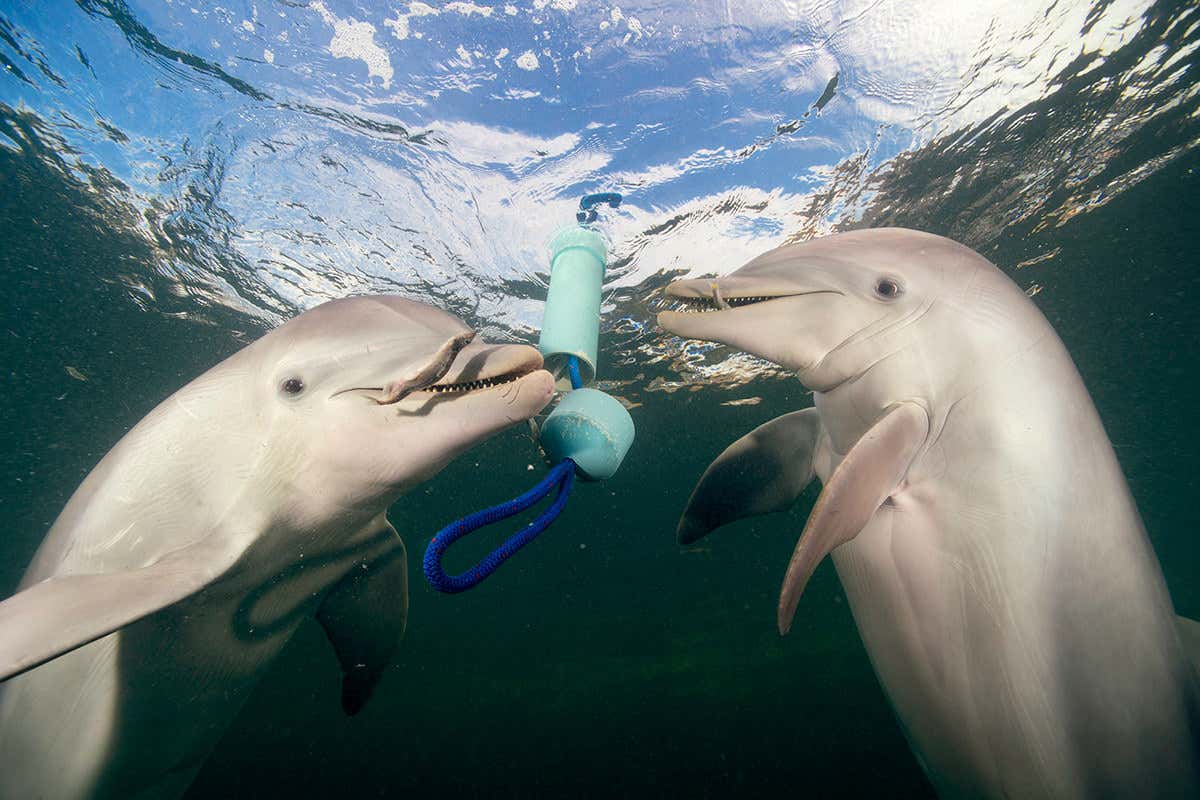Dolphins have a language that helps them solve problems ...
