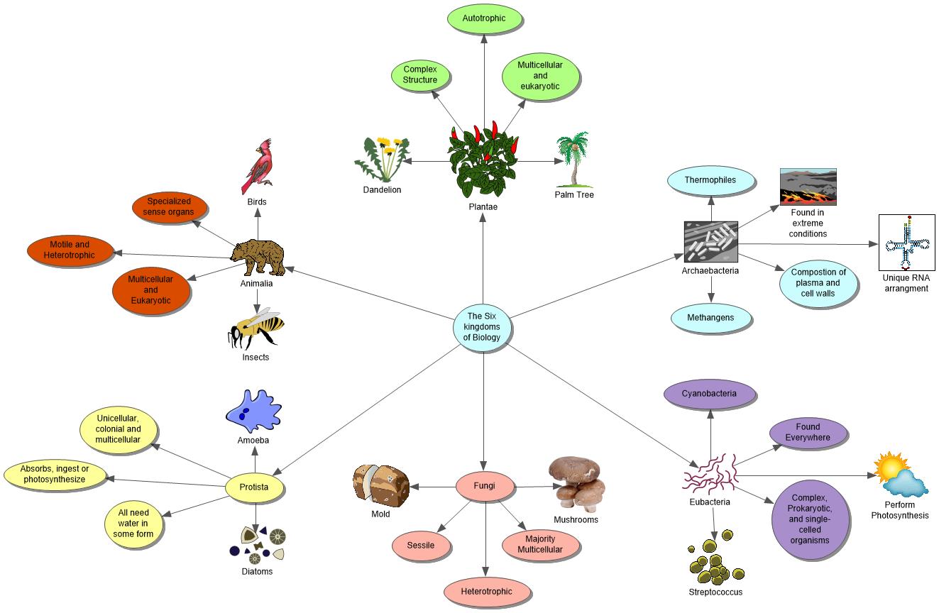 drralph / Important Biology Webs
