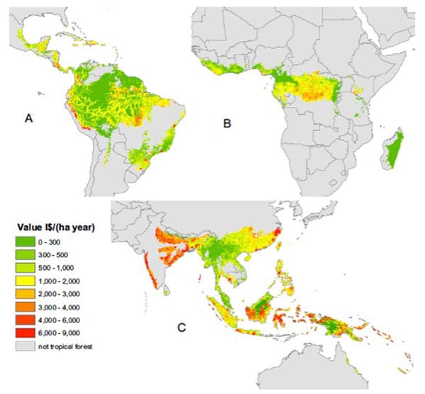 Economic models for forests often neglect value of biodiversity