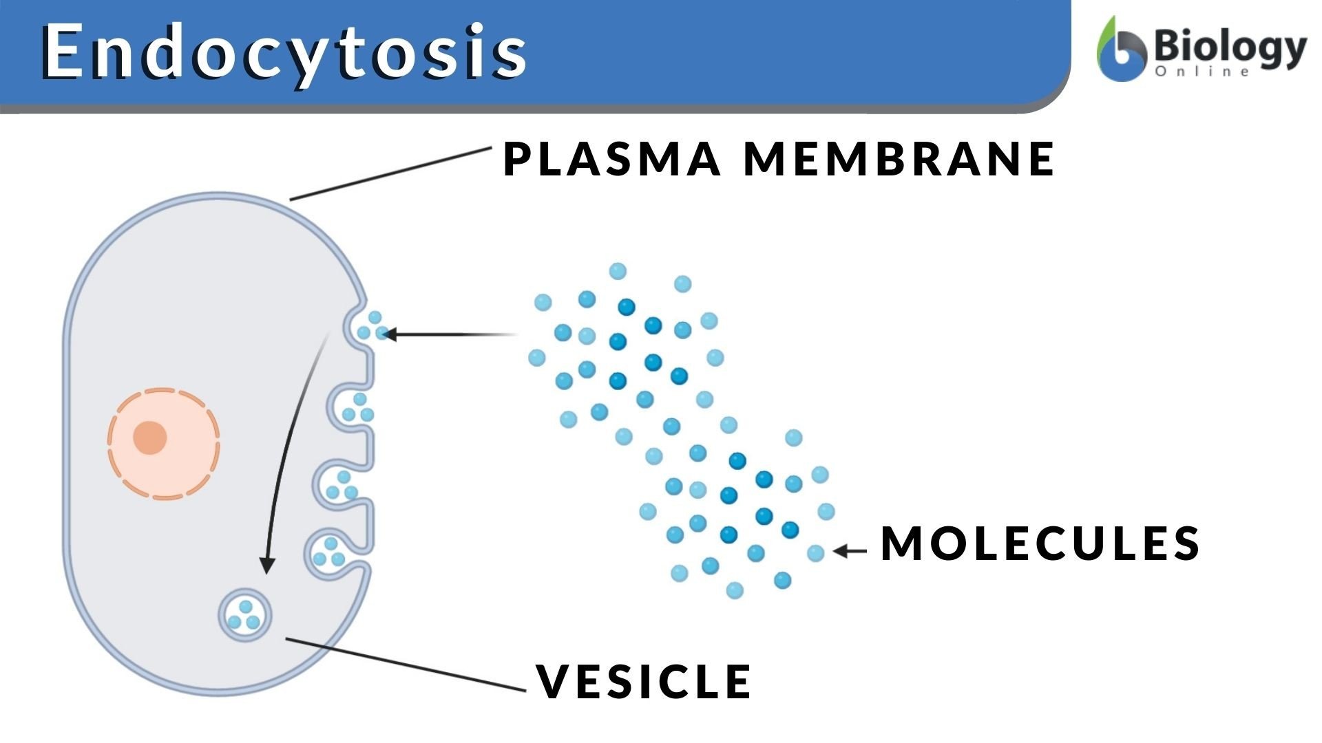 Endocytosis Definition and Examples