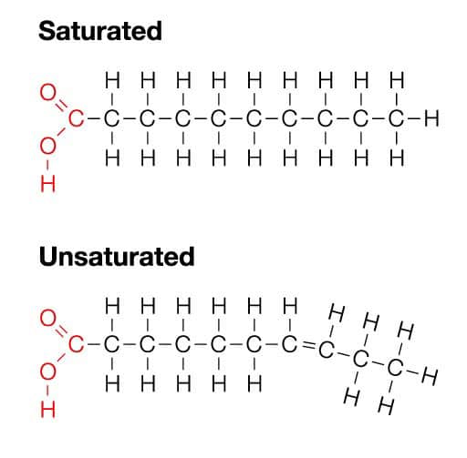 Explain saturated fatty acids. + Example
