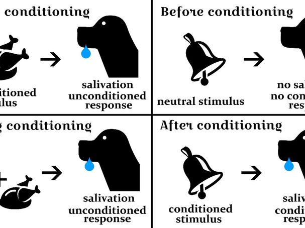 Explaining Behaviorism: Operant &  Classical Conditioning ...
