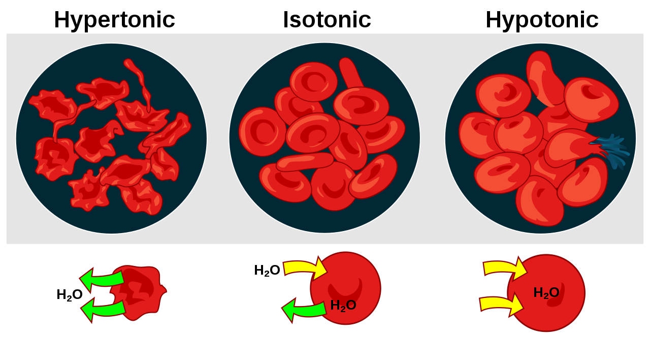 File:Osmotic pressure on blood cells diagram.svg ...