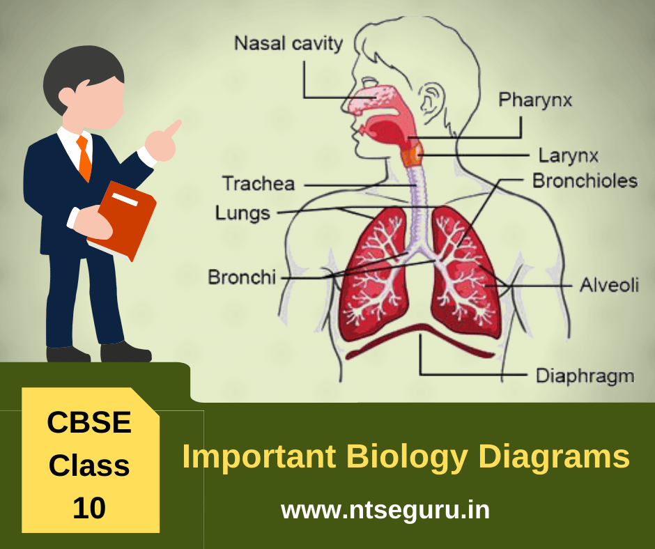 Find Most Important Biology Diagram of Class 10