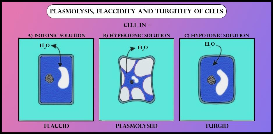 Flaccid cell means aCell with turgidity bPlasmolysed class ...