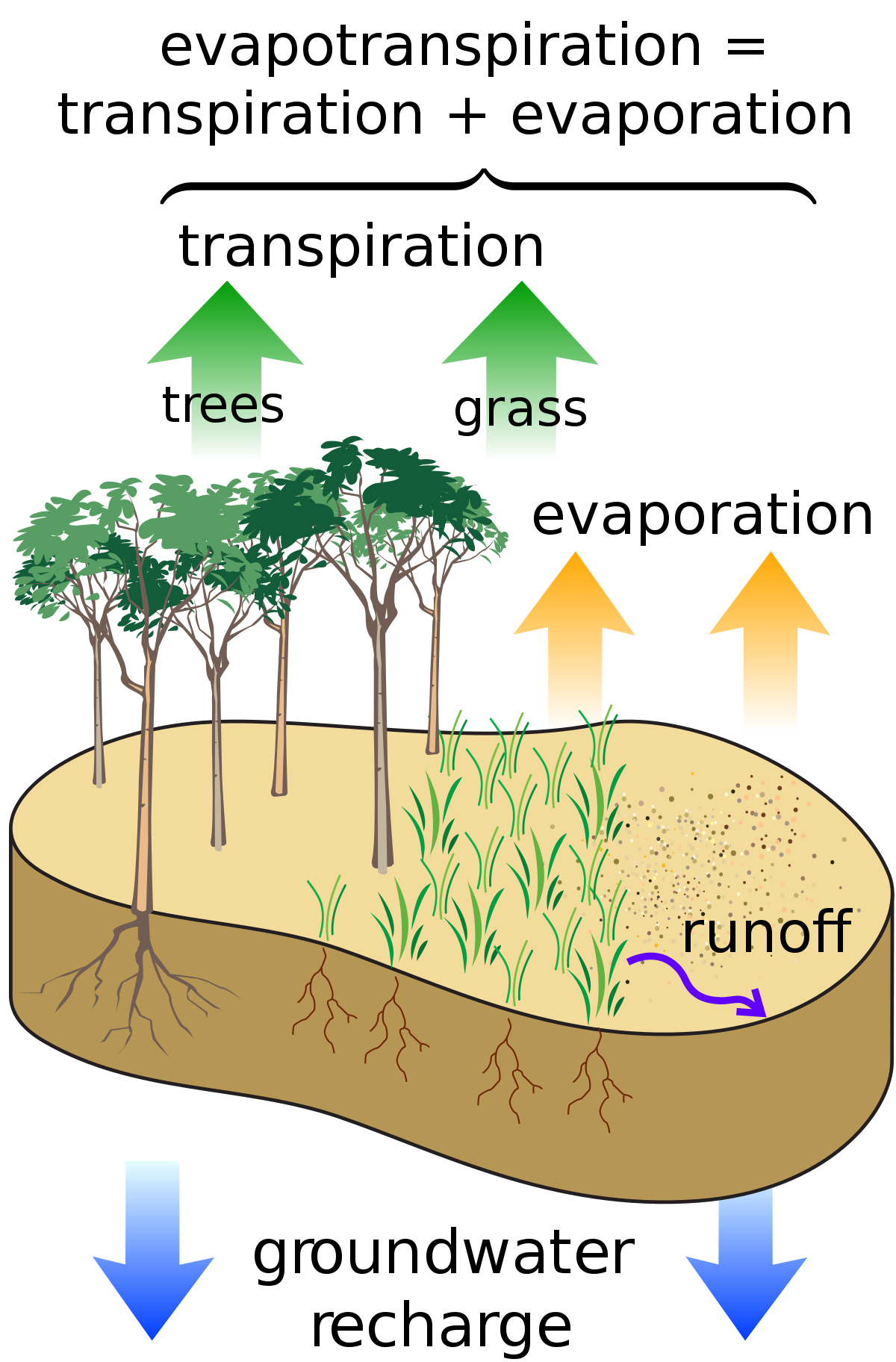 what-does-evapotranspiration-mean-in-geography-tutordale