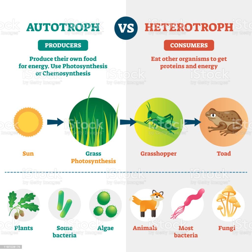 Heterotroph And Autotroph Vector Illustration Labeled Biological ...