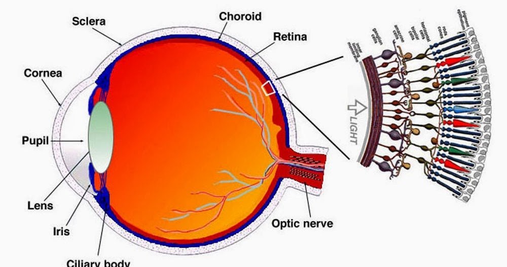 How Does the Human Eye Work?