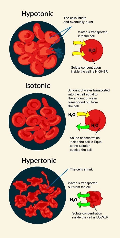 Hypotonic, Isotonic, Hypertonic Solution Effect On Cells ...