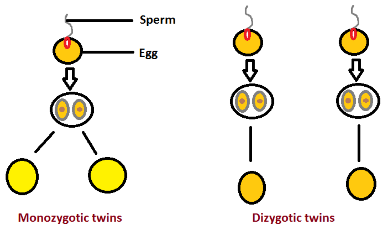 Identical twins are also known as A Monozygotic twins ...