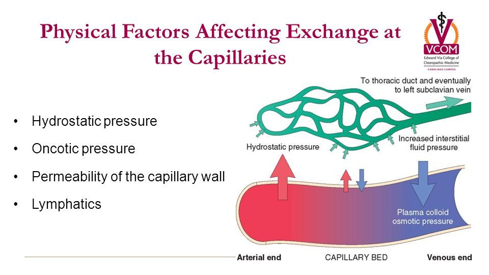 Image result for capillary nutrient exchange hydrostatic ...