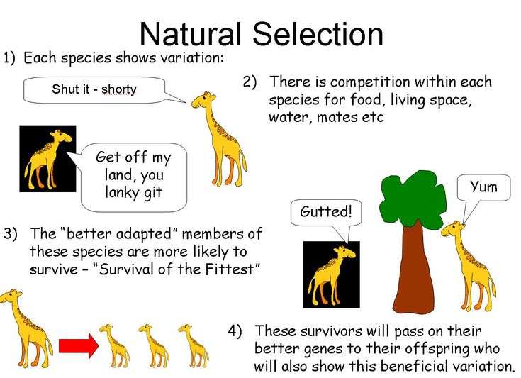 Image result for natural selection theory