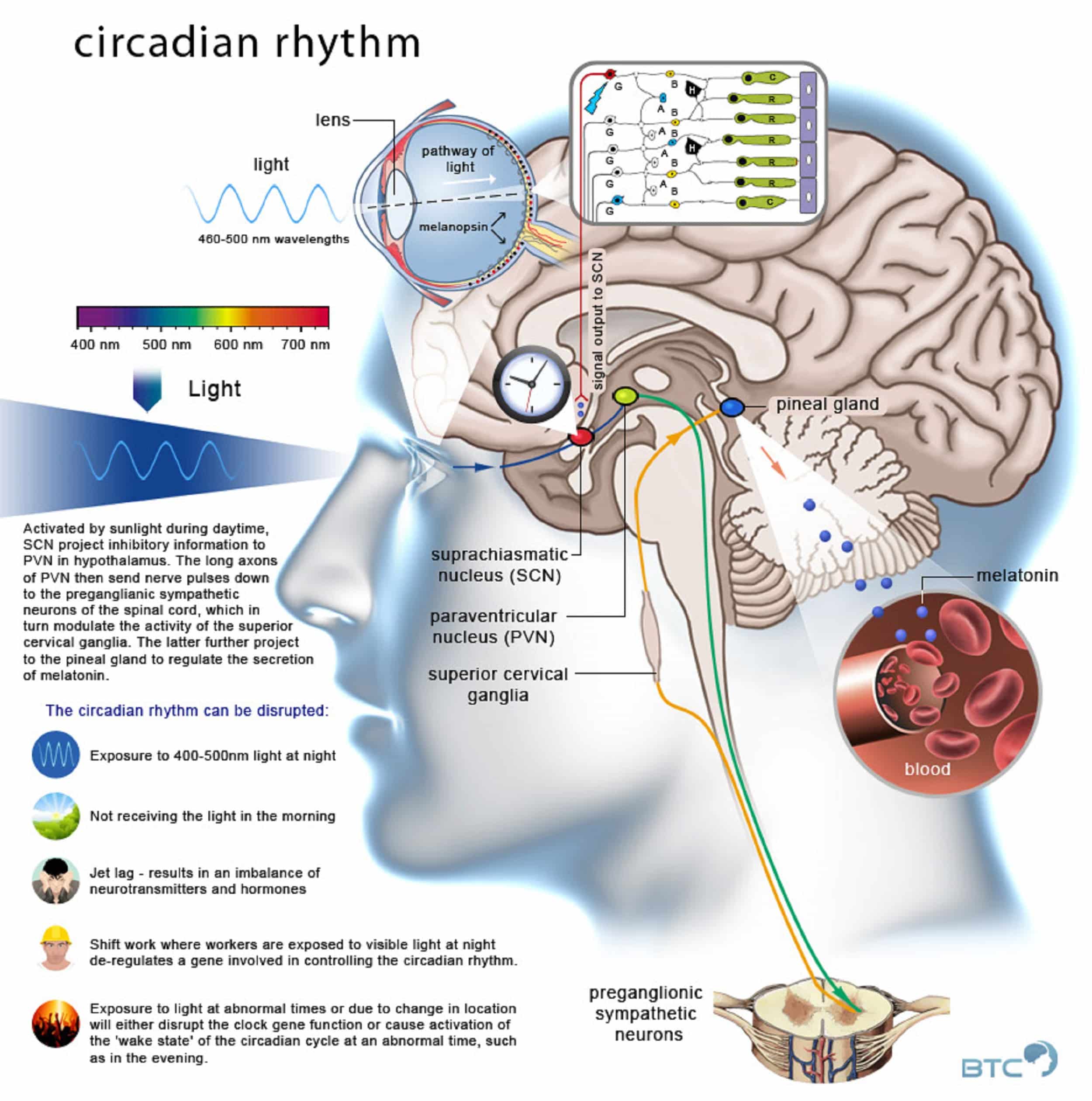 Infographic : Circadian Rhythm